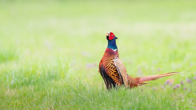Ringneck Pheasant (Phasianus colchicus) male
