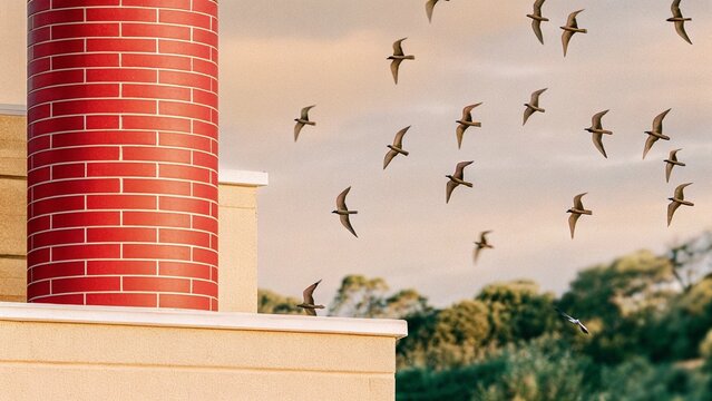 a thousand Vaux's swifts (Chaetura vauxi) disappearing down a chimney to rest right in the middle of Portland, USA.
