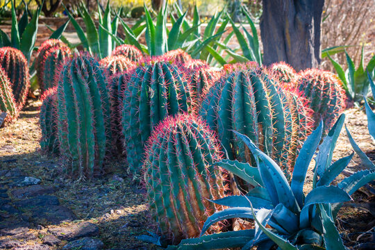 Ferocactus Pringlei Cactus at Desert Botanical Garden in Phoenix, Arizona