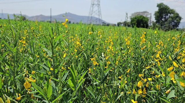 Sunn Hemp (Crotalaria juncea) is a fast-growing legume used for soil amendment to boost nitrogen, as high-protein livestock forage, and for fiber production to create durable rope and twine.