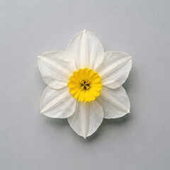 Obraz premium White Daffodil with Yellow Center on Gray Background