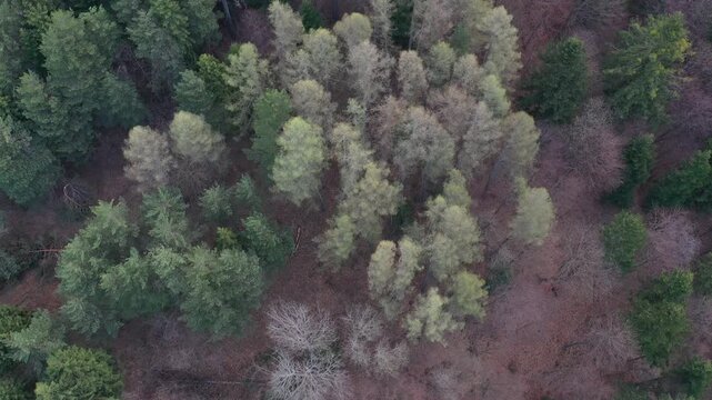 Las widok na wiosnę z powietrza