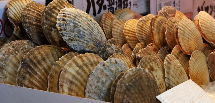 Many fresh scallops with shells for sale in a market.