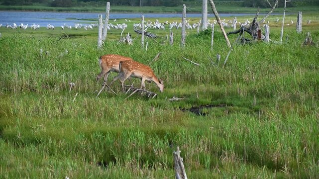 湿地帯の野生動物　鹿と鳥の群れ　春国岱　日本