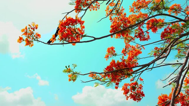 Peacock flowers blooming against a blue sky background in sunny summer day.
