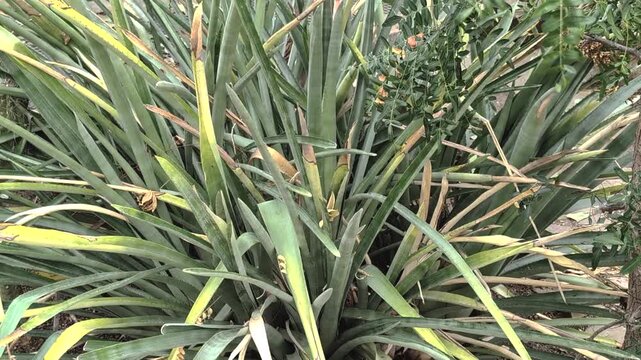 CHACO plant growing in a garden with green leaves and yellow tips on a sunny day