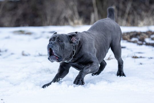 The photo shows a cane corso dog.He is a strong, athletic dog with well developed muscles and a large molossoid head.