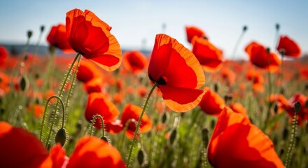 Naklejka premium Vibrant Red Poppies Swaying in a Sunny Field