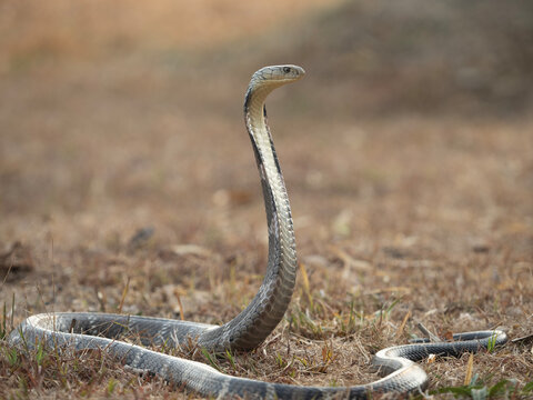 The king cobra, scientifically known as Ophiophagus hannah, is the longest venomous snake in the world.