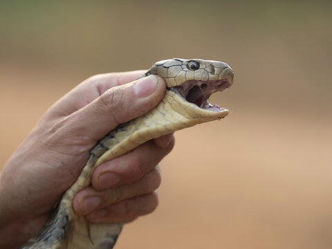 The king cobra, scientifically known as Ophiophagus hannah, is the longest venomous snake in the world.