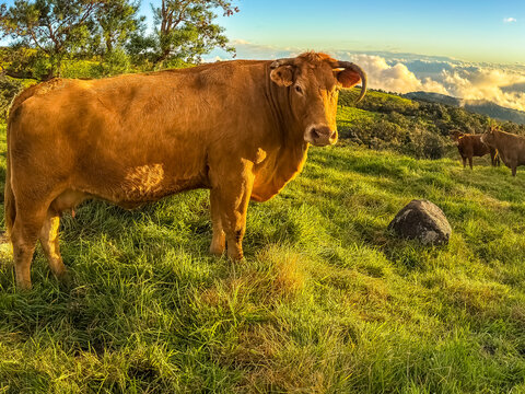 Vache limousine, &Icirc;le de la R&eacute;union 