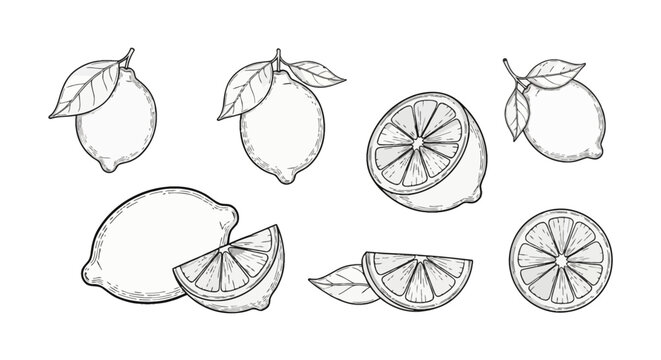 Black and white line art illustration set of lemons featuring whole fruit with leaves, half lemon, round cross-section slice, and wedges in a detailed vintage engraving style.