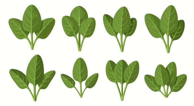 Set of eight flat vector illustrations of fresh green spinach leaves arranged in bunches on a white background, featuring detailed leaf veins and green stems for healthy food design.