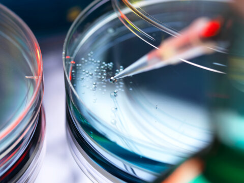 Close up of a pipette dropping liquid into a petri dish in a lab