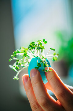 Hand holding a blue Easter egg shell with fresh green plant