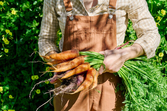 Person harvesting fresh carrots and beetroots in an organic garden
