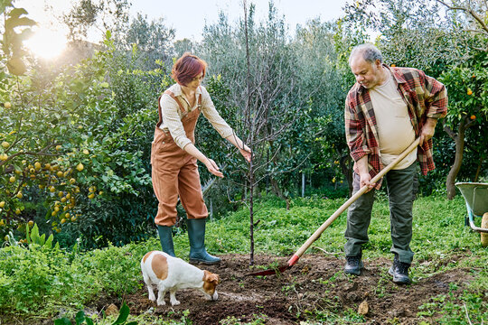 Couple gardening and planting young tree outdoors in home garden