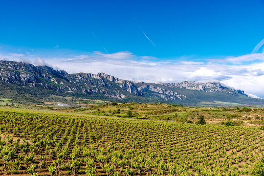 Scenic vineyard landscape with mountains in Rioja Spain
