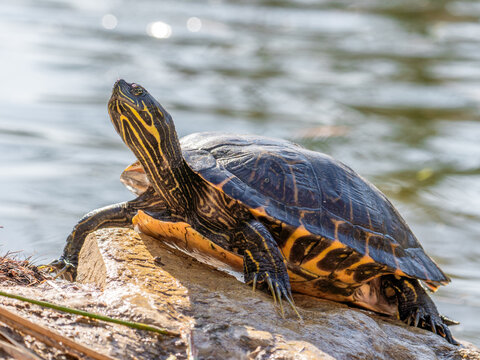 Basking yellow-bellied slider turtle stretching its neck on a sunlit log by the water