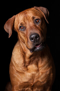 Portrait of a brown Rhodesian Ridgeback dog on black background