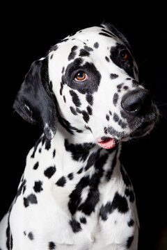 Portrait of a cute Dalmatian dog on a black background