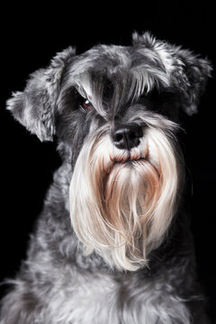 Dramatic close up portrait of a Schnauzer dog on black background
