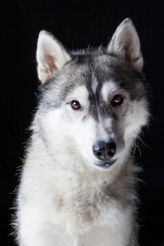 Close up studio portrait of a Siberian Husky on black background