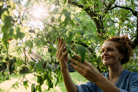 Smiling woman picking fruit from tree in back yard at sunny day