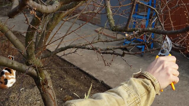 Close-up of hands using pruning shears to trim bare branches of a fruit tree during early spring season