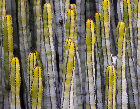 Close-up of Canary Island spurge stems in Tenerife