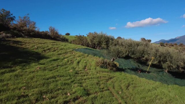 Aerial forward shot of olive grove harvest with nets on sloped field