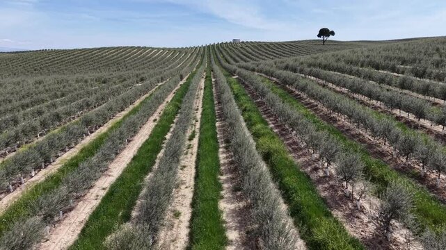 Drone footage highlighting sustainable agriculture practices with green grass between olive tree rows in the rolling hills of Trasmulas.