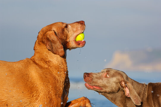 Two dogs, a Vizsla and a Weimaraner playing with a ball at the beach
