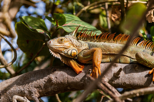 American iguana herbivorous lizard. Exotic iguana reptile. Exotic pet. Wildlife fauna. Large iguana tail. Nature beauty. Reptile animal in nature. Wildlife zoo jungle. Iguana lizard tropical jungle