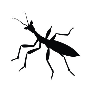 Silhouette of walking stick insect detailed legs and antennae vector illustration design, walking stick insect silhouette vector illustration