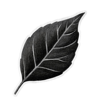 Black Leaf Sticker - Simple Botanical Silhouette Isolated on Transparent Background (PNG)