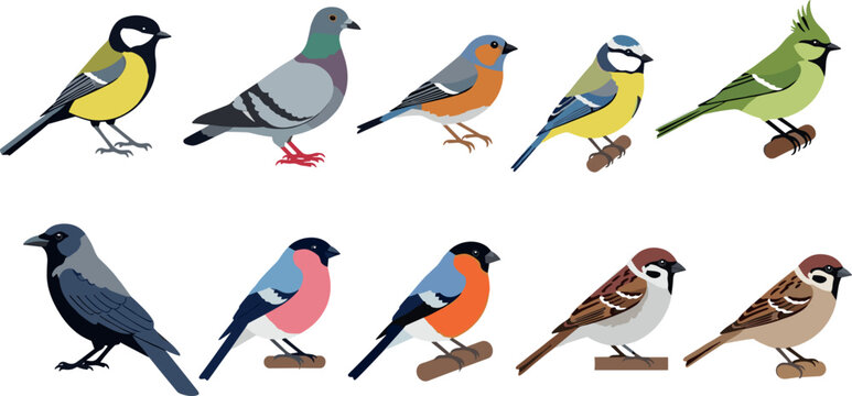 Illustrations of Different Bird Species Including Tit, Pigeon, Finch, and Sparrow for Nature, Wildlife, and Animal Design Projects
