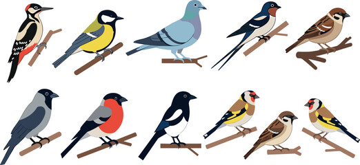 Illustrations of Various Birds Including Woodpecker, Tit, Finch, and Pigeon on Branches for Wildlife, Nature, and Animal Design Projects © Argumanara