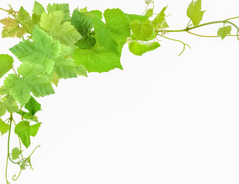 Bordure de vigne 
