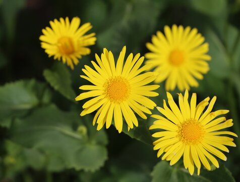 Doronicum orientale (leopard's bane) blooming in spring