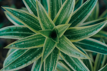 Obraz premium This stunning top-down photo showcases the natural symmetry of the Dracaena reflexa plant with its green and cream striped leaves adorned with raindrops.