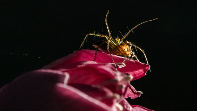 close up of spider on a flower