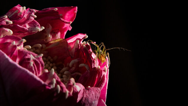 close up of spider on a flower