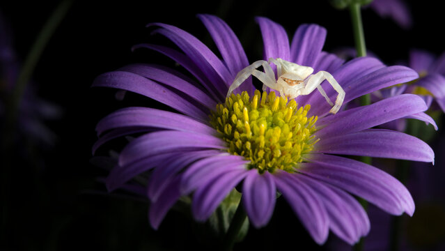 close up of spider on a purple daisy