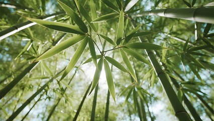 Fototapeta premium Sunlight filters through the lush green leaves of a dense bamboo forest in a low-angle shot.