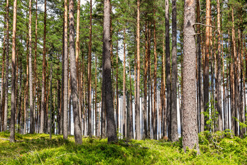 Fototapeta premium Tree trunks in a pine woodland a sunny summer day