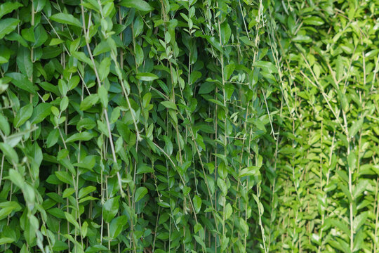 A natural curtain of Vernonia elliptica (Lee Kwan Yew) vines grows thickly, trailing down with small, fresh green leaves.