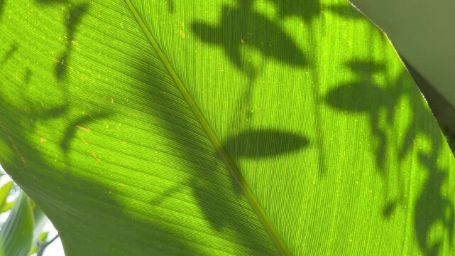 Large green leaf bathed in sunlight. Shadow patterns cast across its surface. Visible veins run parallel and central. Natural light highlights leaf texture. Ideal for nature, ecology