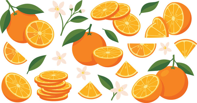 Orange Citrus Composition with Whole Fruits, Slices, Leaves, and Blossoms Arranged in Fresh Pattern for Juice, Organic Food, and Healthy Nutrition Design Projects