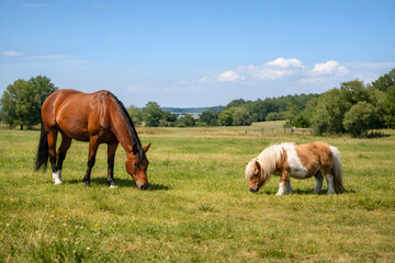 Obraz premium Horse grazing in meadow next to a small pony in natural pasture setting